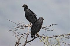 Black Vulture